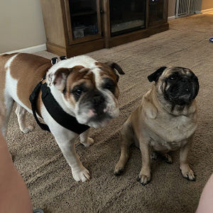 Meet your Posher, Steve